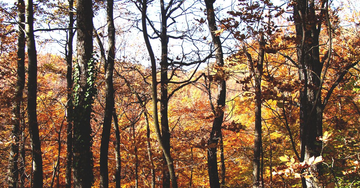Forêt française mixte avec chênes et hêtres en automne, sous-bois lumineux