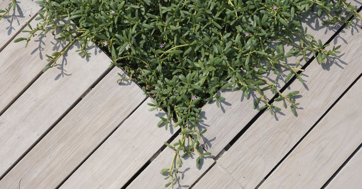 Terrasse en lames de bois exposée au soleil dans un jardin