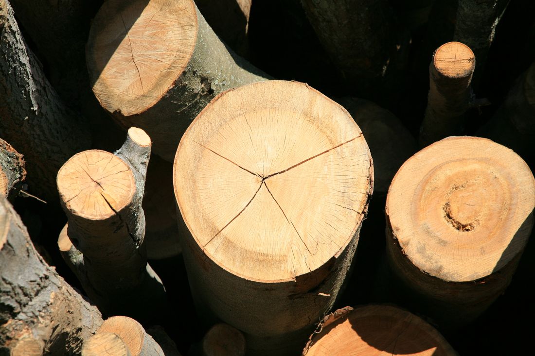 Grumes de bois empilées avant sciage en scierie