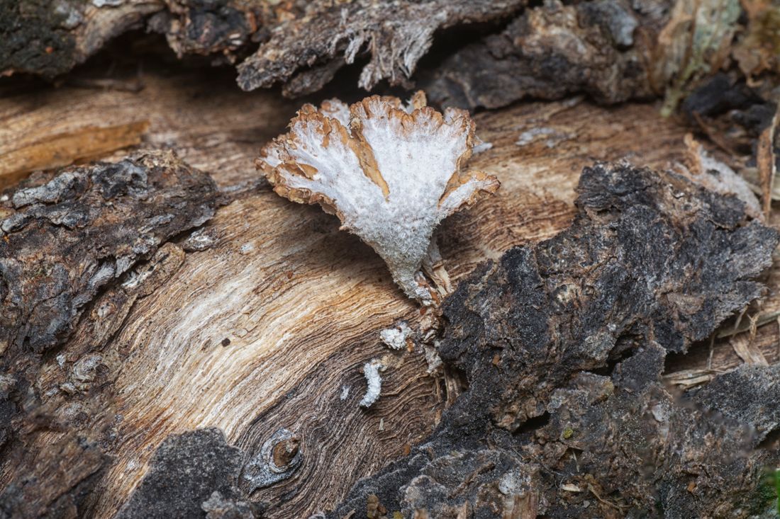 Mycélium blanc et cotonneux de mérule sur une poutre en bois humide