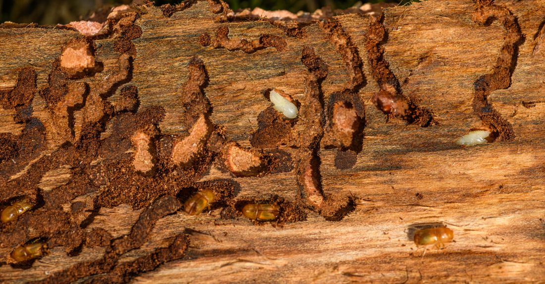 Larves et galeries de termites creusées dans une bûche de bois
