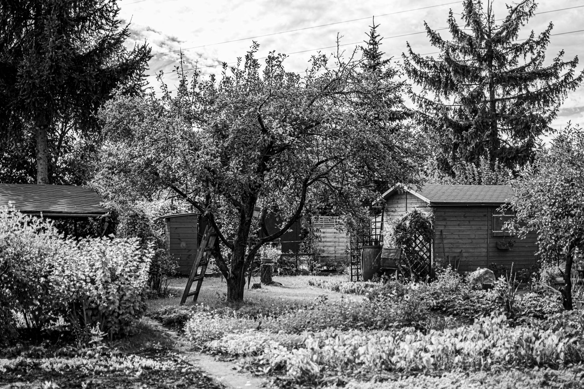 Cabanon en bois à bardage douglas naturel avec toit à deux pentes dans un jardin