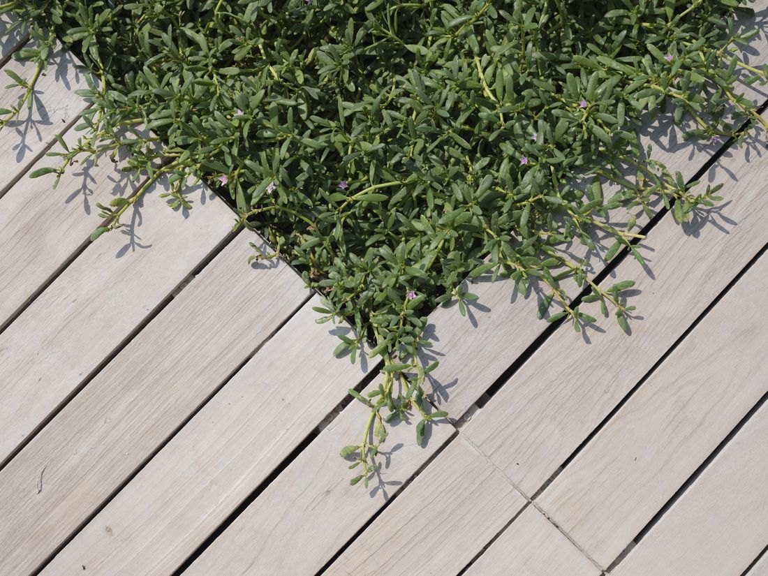 Terrasse en bois à moitié dégrisée retrouvant sa teinte
